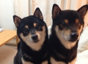 开云体育平台APP-西决生死战之夜，罗德里戈的传奇时刻